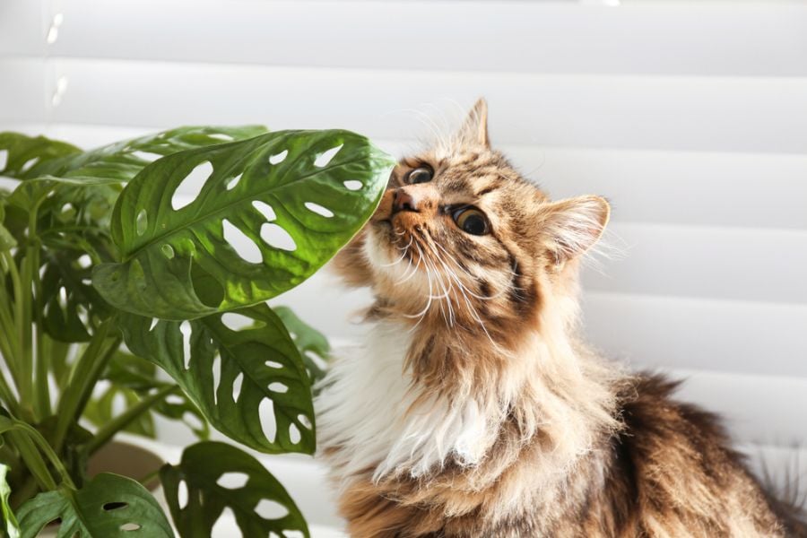 Are Monsteras Toxic to Cats? What Every Pet Owner Needs to Know