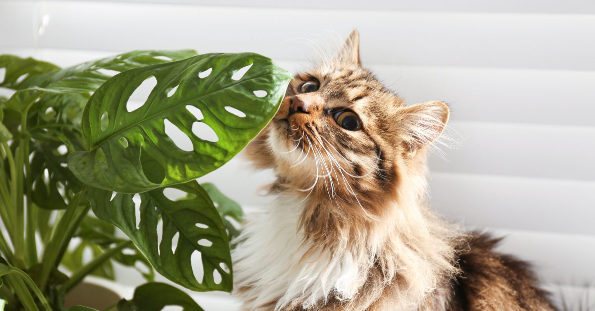 Monstera Toxicity in Cats: Symptoms, Treatment, & Vet Guidance